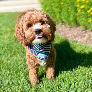 ✨NWOT✨Lucy & Co Rainbow Bandana 🌈